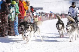 Lenk 2013